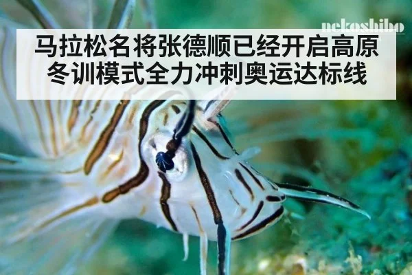 马拉松名将张德顺已经开启高原冬训模式全力冲刺奥运达标线